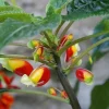 Tradera Växter & Frön<Impatiens Niamniamensis 'Congo Cockatoo' , rotad stickling