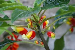 Tradera Växter & Frön<Impatiens Niamniamensis 'Congo Cockatoo' , rotad stickling