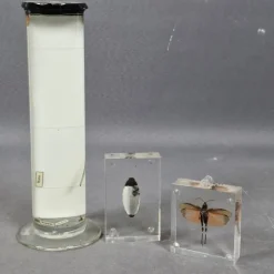 Tradera Technica & Nautica<Insektssamling - Larver, mm. - Samling - Konserverade insekter