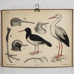 Tradera Äldre skolplansch - ^ Övrig Konst