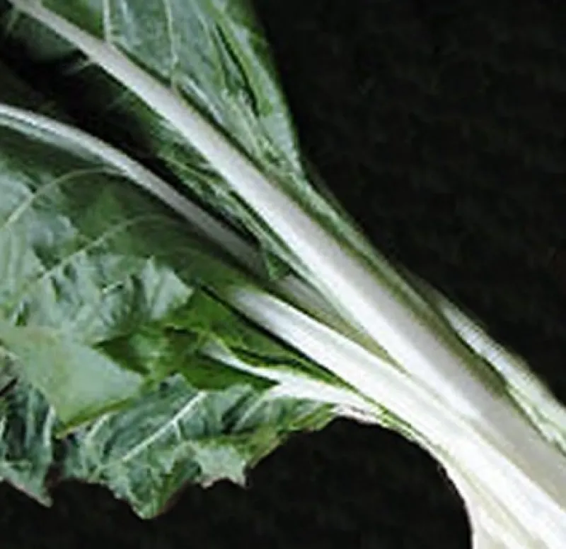 Tradera Trädgård & Växter<Mangold Blonde de Lyon 40+ frön