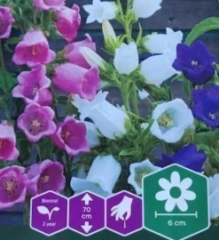 Tradera Växter & Frön<Mariaklocka 50 frön