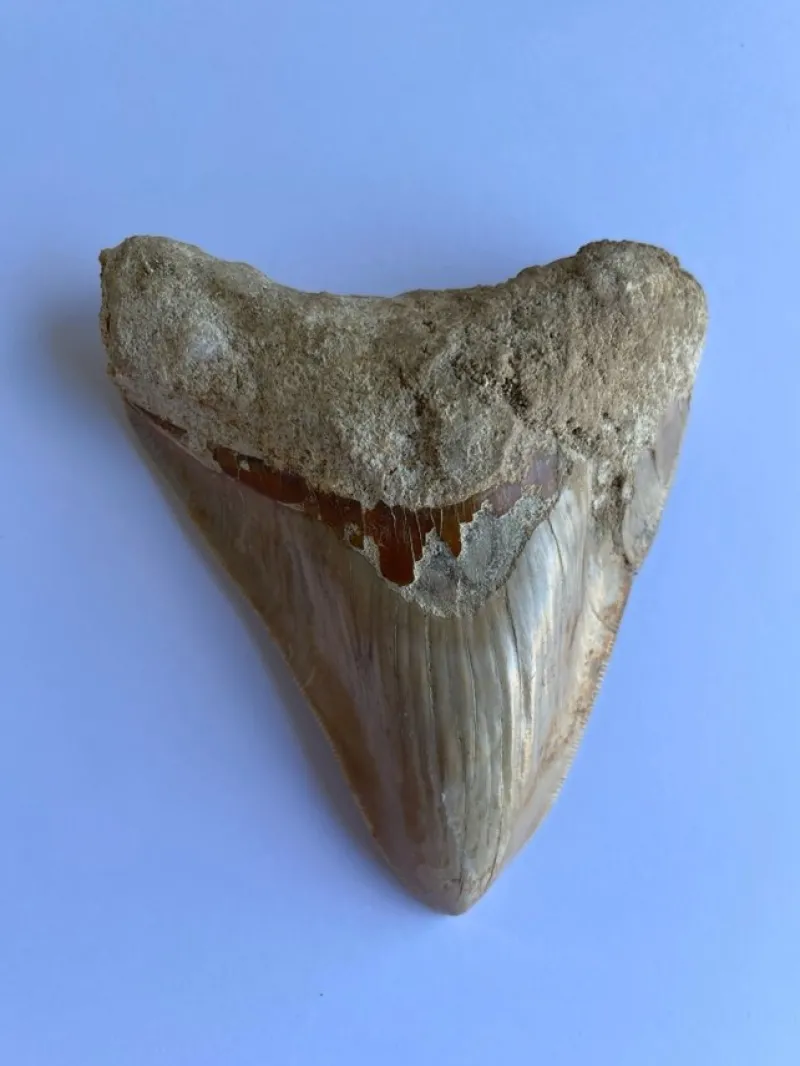 Tradera Megalodon tand - 111 mm x 89 mm> Arkeologi