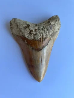 Tradera Megalodon tand - 108 mm x 79 mm> Arkeologi