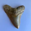 Tradera Megalodon tand - 109 mm x 85 mm> Arkeologi