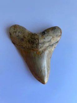 Tradera Megalodon tand - 109 mm x 85 mm> Arkeologi