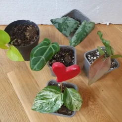 Tradera Växthus & Drivhus<Olika krukväxter