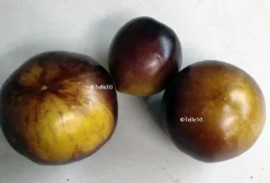 Tradera Växter & Frön<Primary Colours gulbrunlila spräcklig 5 frö