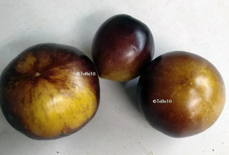 Tradera Växter & Frön<Primary Colours gulbrunlila spräcklig 5 frö