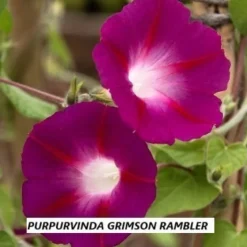 Tradera Växter & Frön<Purpurvinda Crimson Rambler 10 st