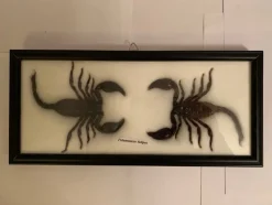 Tradera Kuriosa<Skorpion tavla / Palamnaeus fulvipes