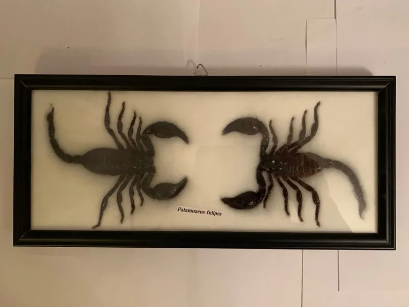 Tradera Kuriosa<Skorpion tavla / Palamnaeus fulvipes