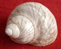 Tradera Snäcka > Arkeologi