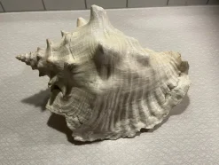 Tradera Snäcka Äldre Äkta 27x22 cm> Arkeologi