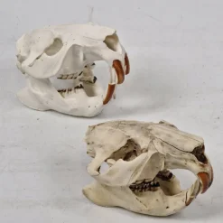 Tradera Jakt<2st kranium av bäver - Bäverkranium - Bäverskallar