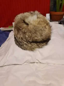 Tradera Söt och mysig varg pälsmössa> Huvudbonader