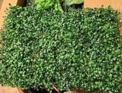 Tradera Konstgjorda Växter<24st 60x40cm häckpaneler i buxbom, konstgjord växtväggdekoration,säkert material