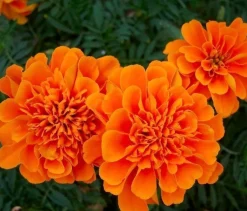 Tradera Trädgård & Växter<Tagetes - Sammets - Aurora - apelsin 25 frön