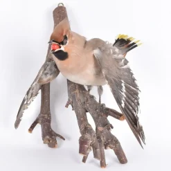 Tradera Taxidermi Uppstoppad Fågel Sidensvans På Gren> Kuriosa