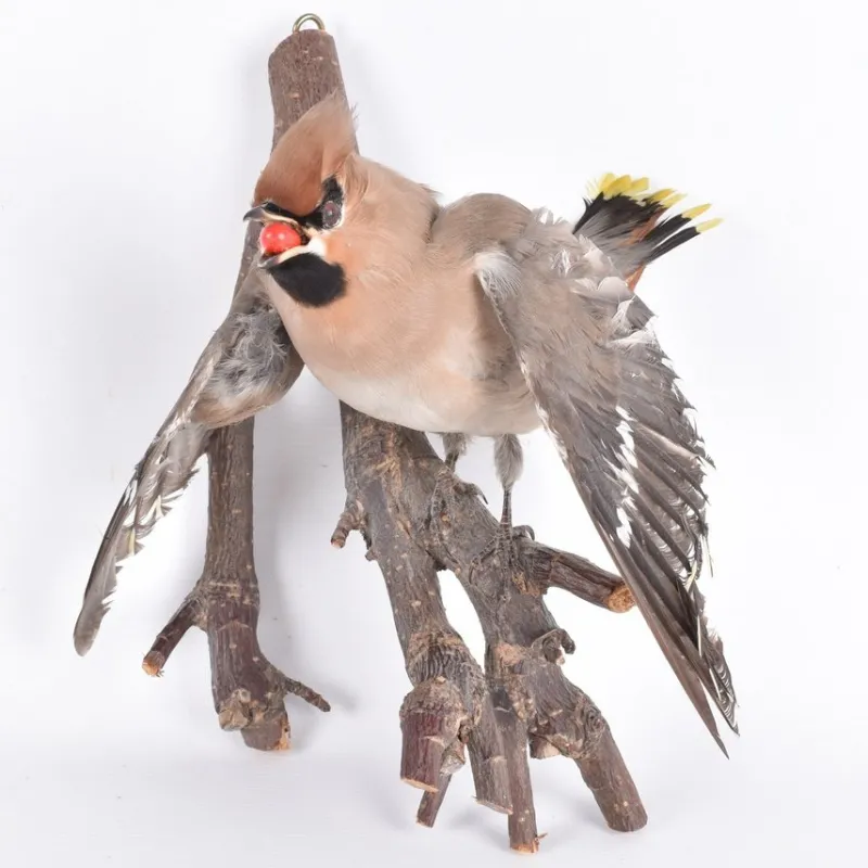 Tradera Taxidermi Uppstoppad Fågel Sidensvans På Gren> Kuriosa