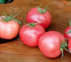 Tradera Växter & Frön<Tomat 'DWARF PINK OPAL'/ rosa stor körsbärstomat / tomatfrö