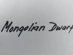 Tradera Växter & Frön<Tomat Mongolian Dwarf, 8 frön. Köp-nu-pris!