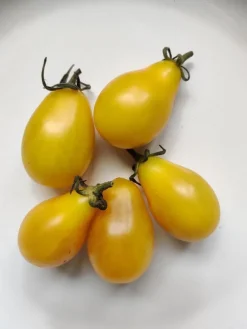 Tradera Trädgård & Växter<Tomatfrön Yellow Pearshaped tomat frö