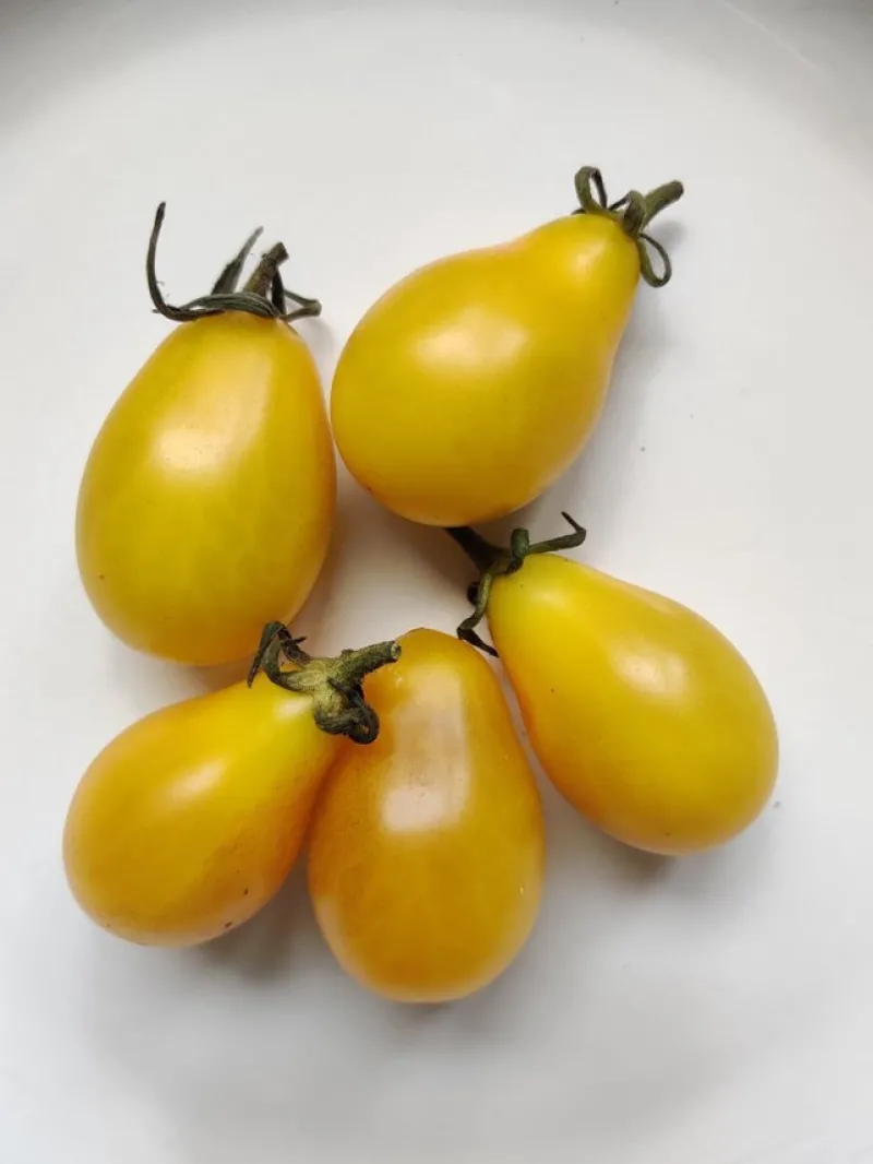 Tradera Trädgård & Växter<Tomatfrön Yellow Pearshaped tomat frö