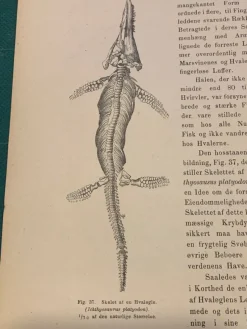 Tradera Träsnitt ”Ichthyosaurus platyodon” från 1875> Grafik, Kartor & Tryck