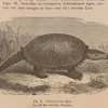 Tradera Träsnitt ”Utdöda jätten glyptodon” från 1875> Grafik, Kartor & Tryck