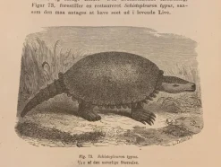 Tradera Träsnitt ”Utdöda jätten glyptodon” från 1875> Grafik, Kartor & Tryck
