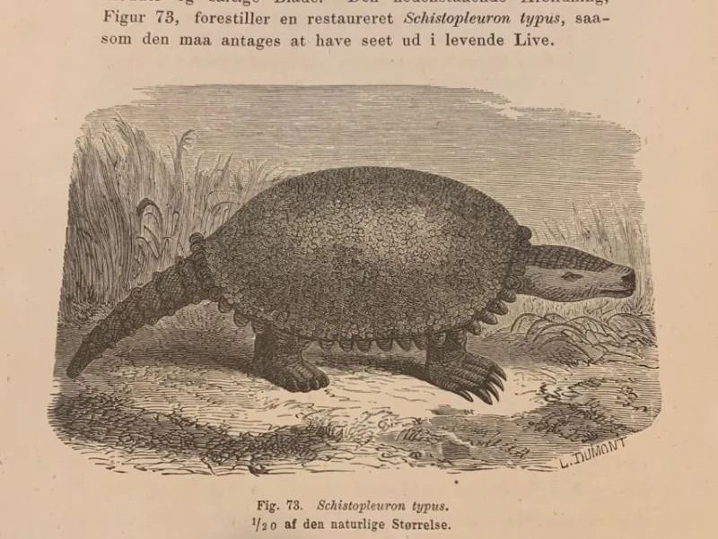 Tradera Träsnitt ”Utdöda jätten glyptodon” från 1875> Grafik, Kartor & Tryck