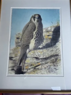 Tradera Tryck av falk^ Övrig Konst