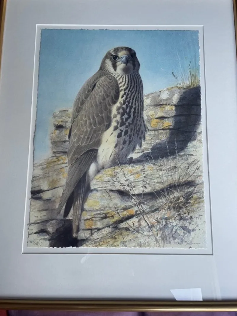 Tradera Tryck av falk^ Övrig Konst