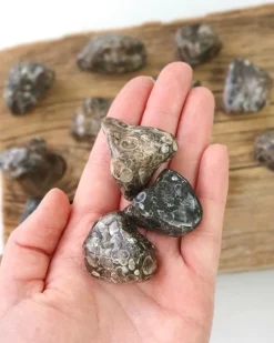 Tradera Ädelstenar<Turitella Agat, trumlade