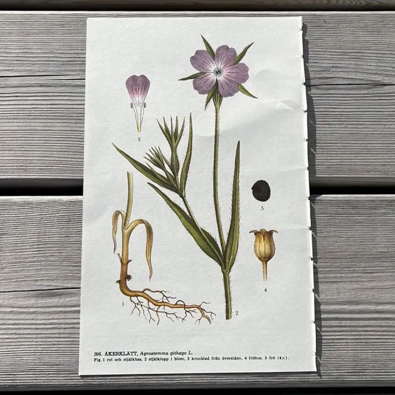 Tradera Två botaniska planscher> Planschverk & Illustrerade Böcker