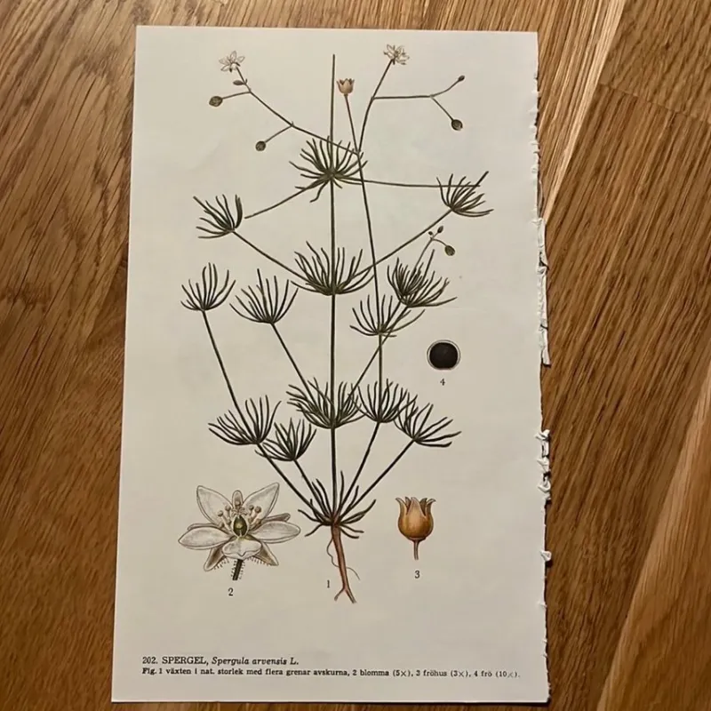 Tradera Två botaniska planscher> Planschverk & Illustrerade Böcker