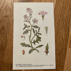 Tradera Två botaniska planscher> Planschverk & Illustrerade Böcker