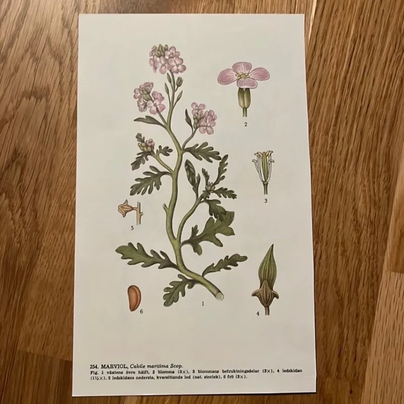 Tradera Två botaniska planscher> Planschverk & Illustrerade Böcker