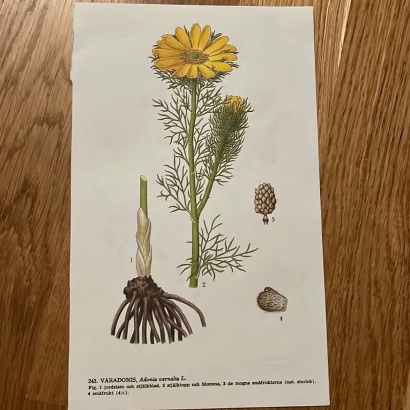 Tradera Två botaniska planscher> Planschverk & Illustrerade Böcker