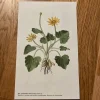 Tradera Två botaniska planscher med blommor> Planschverk & Illustrerade Böcker