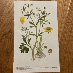 Tradera Två botaniska planscher med blommor&gt; Planschverk &amp; Illustrerade Böcker