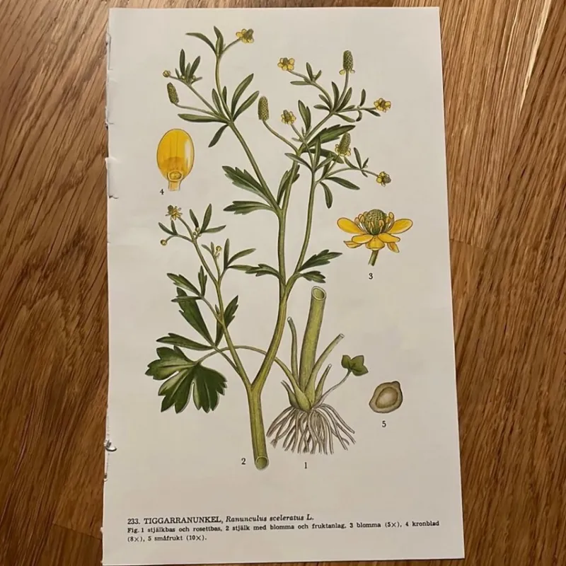 Tradera Två botaniska planscher med blommor> Planschverk & Illustrerade Böcker