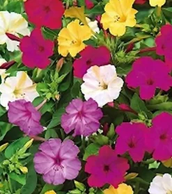 Tradera Växter & Frön<Underblomma vacker mix 10 frö