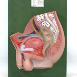 Tradera Medicinska Prylar<Undervisningsanatomimodell