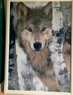 Tradera Varg Poster^ Fotokonst