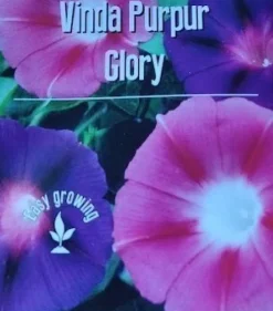 Tradera Växter & Frön<Vinda Purpur Glory frön mix 10 st