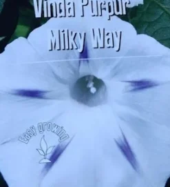 Tradera Växter & Frön<Vinda Purpur Milky Way 10 st