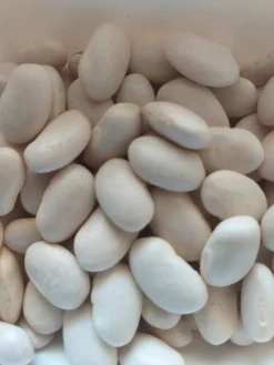 Tradera Trädgård & Växter<Vita bönor 10 st