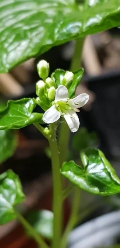 Tradera Övrigt Till Trädgård<Wasabi - Eutrema japonicum Rotad planta liknande dem på bild 2
